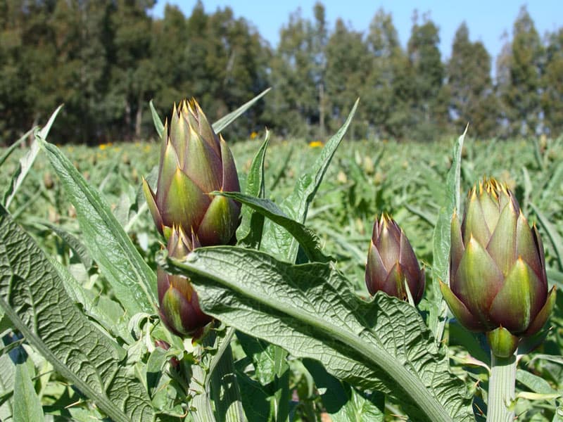Carciofo Sardegna